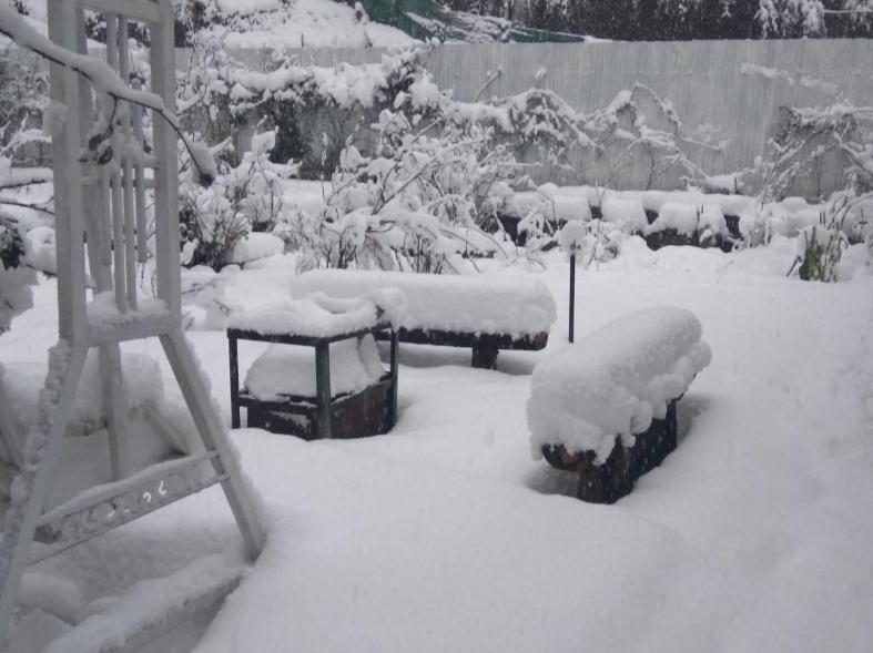 Garden Cottages Shimla Luaran gambar